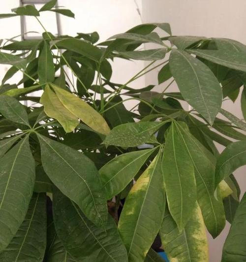 发财树的叶子像什么？如何正确养护？