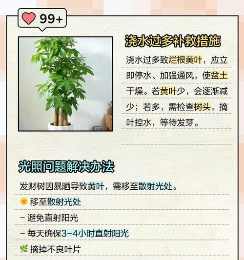 发财树的叶子像什么？如何正确养护？