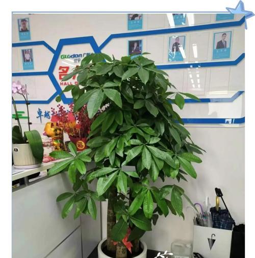 发财树的叶子像什么？如何正确养护？