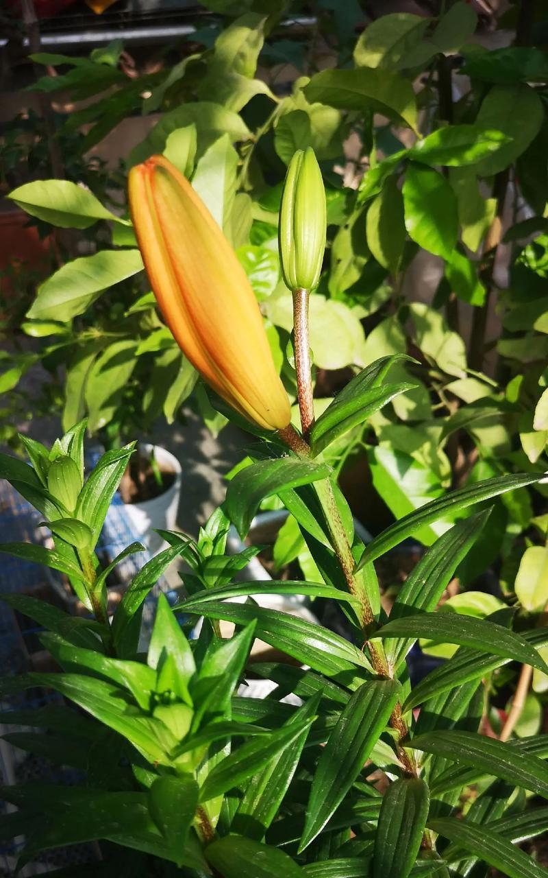 百合种植需要注意什么？如何确保百合顺利开花？