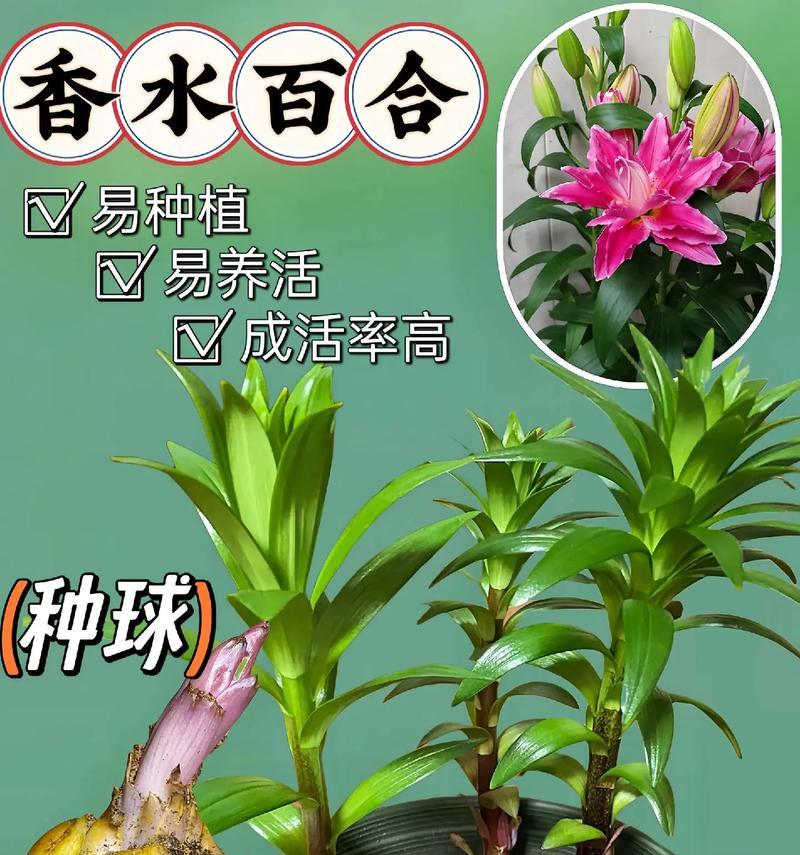 百合种植需要注意什么？如何确保百合顺利开花？