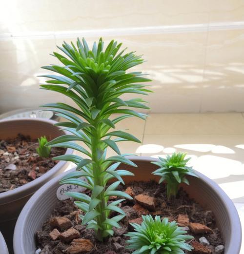 百合种植需要注意什么？如何确保百合顺利开花？