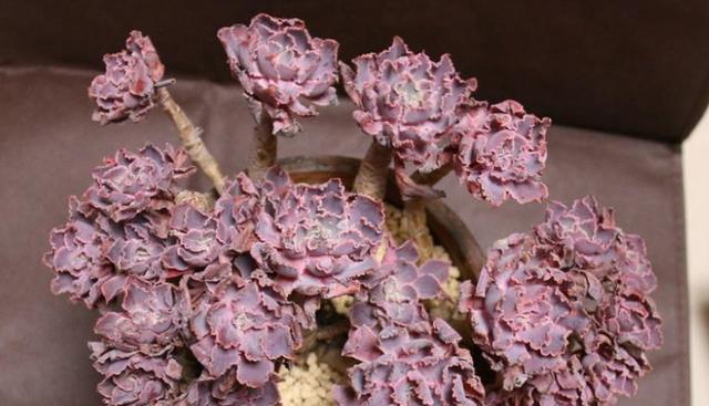 多肉晚霞的养殖技巧和常见问题？