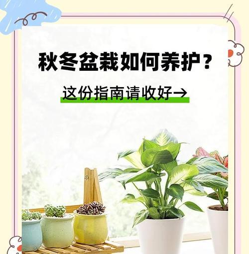 盆栽月季冬季养护要点有哪些？怎样安全过冬？