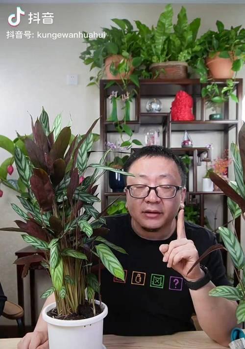 飞羽花的养殖技巧是什么？如何解决飞羽花生长中的问题？