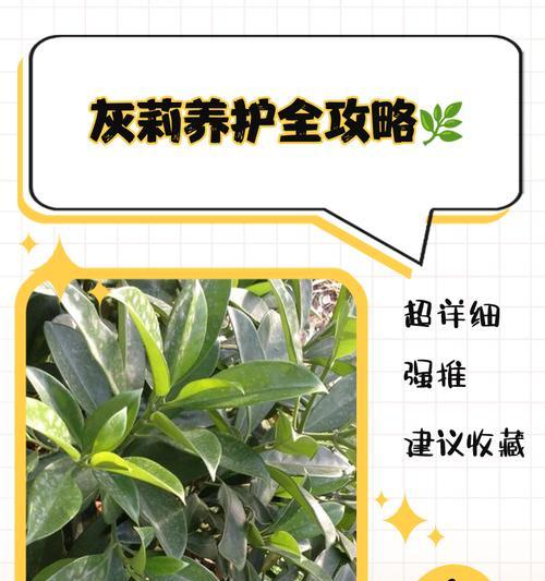 非州茉莉修剪的最佳时机是什么时候？修剪方法有哪些？