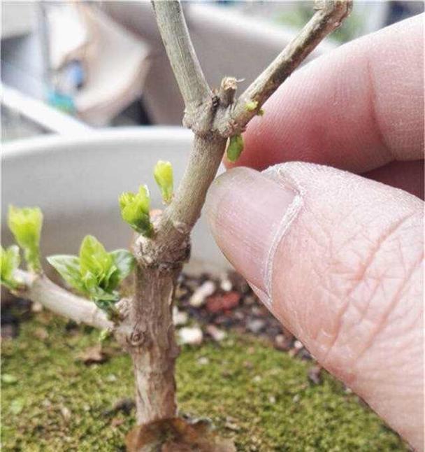 非州茉莉修剪的最佳时机是什么时候？修剪方法有哪些？