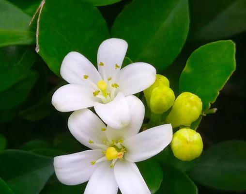 有哪些花可以持续开花且容易养护？
