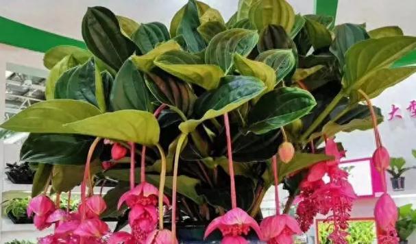 有哪些花可以持续开花且容易养护？