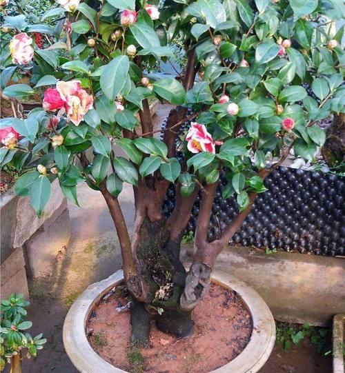 室内茶花养护需要注意什么？怎么养才能开花？