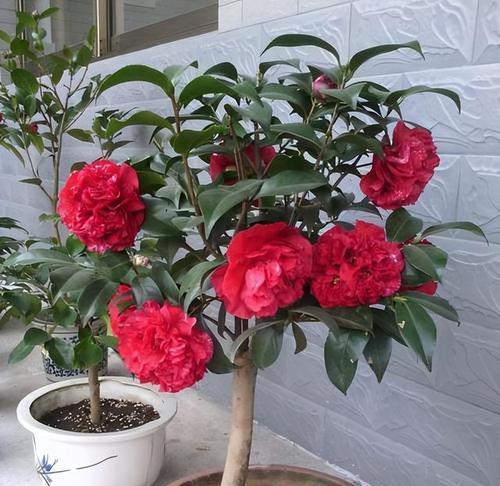 室内茶花养护需要注意什么？怎么养才能开花？