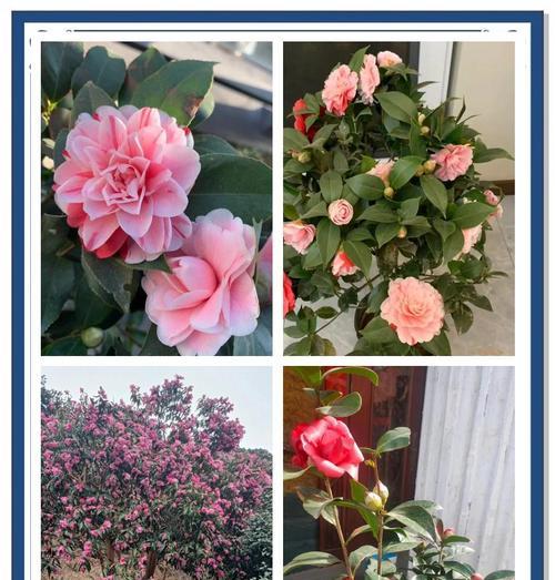 室内茶花养护需要注意什么？怎么养才能开花？