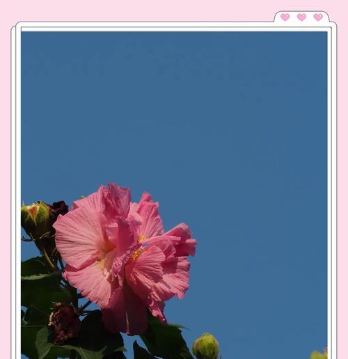 芙蓉花的开花时间是什么时候？如何确保芙蓉花按时开花？
