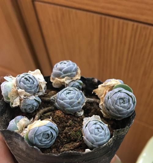 子持莲华繁殖的最好方法是什么？如何保证繁殖的成功率？