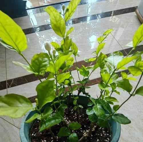 百日红修剪的最佳时机是什么时候？修剪后如何促进新枝生长？
