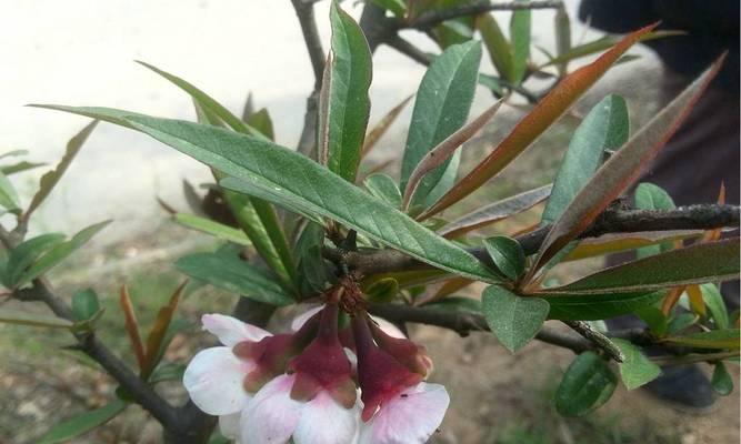 木瓜海棠的开花时间是什么时候？如何促进开花？