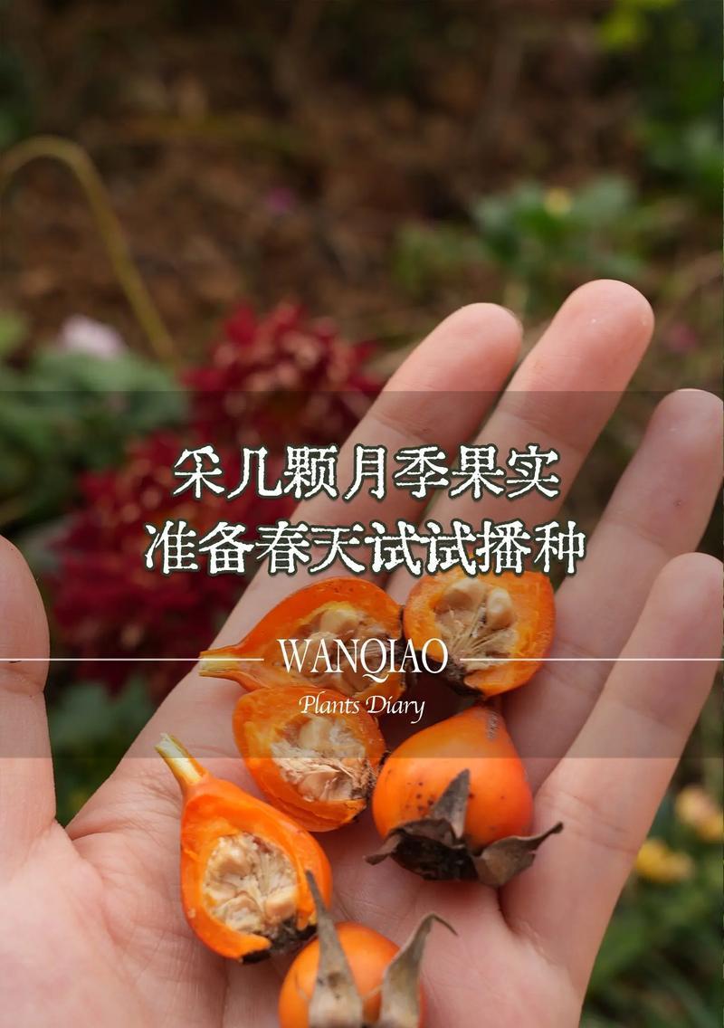 玫瑰播种的最佳季节是什么时候？播种前需要准备什么？
