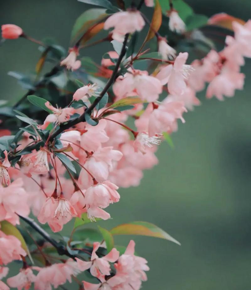煤气花语有何特殊含义？