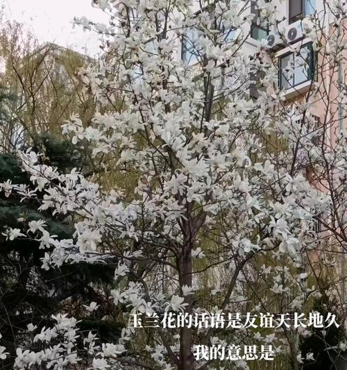 玉兰花的花语有哪些？短句形式的花语是什么？