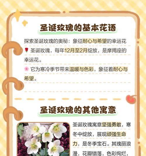 如何优雅地表达玫瑰花的奉献寓意？