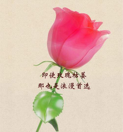 哪种花的花语代表道歉？