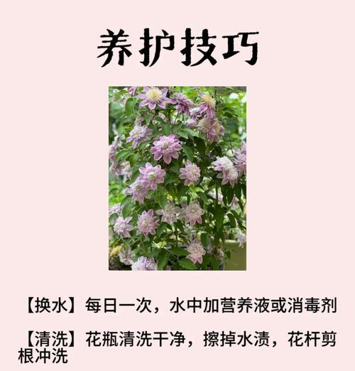 五至六月的花语是什么花？这个季节有哪些花语？