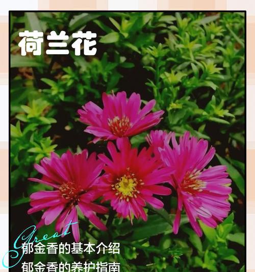 郁金香的花语代表什么含义？