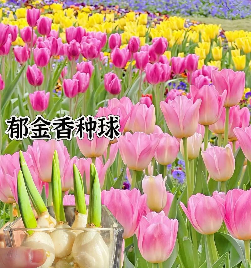 郁金香的花语代表什么含义？