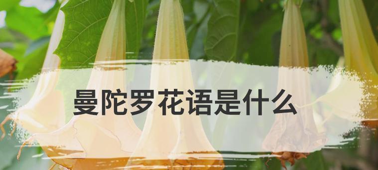 灰谷兰的花语代表什么？如何理解这种花语的含义？