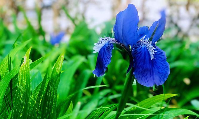 灰谷兰的花语代表什么？如何理解这种花语的含义？
