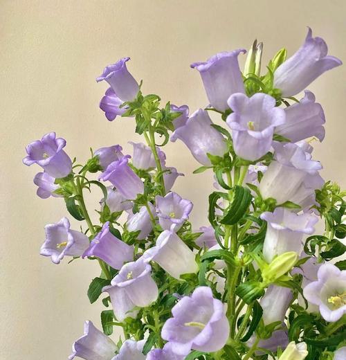 风铃花的花语和寓意是什么？风铃花代表了什么？