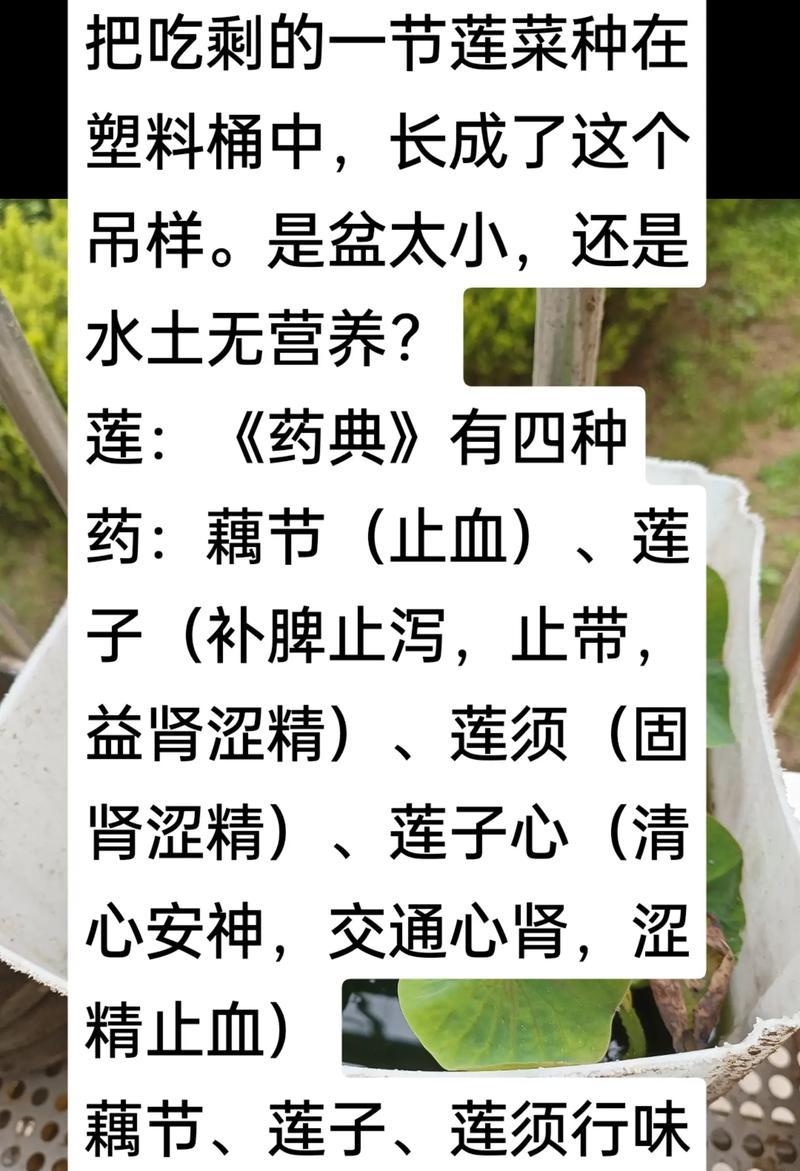 干莲蓬枝的寓意和花语有何特别？