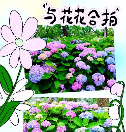 女儿送的花语代表什么？来自女儿的花语有哪些？