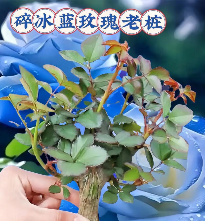 碎冰蓝玫瑰寓意？送朋友有何特别含义？