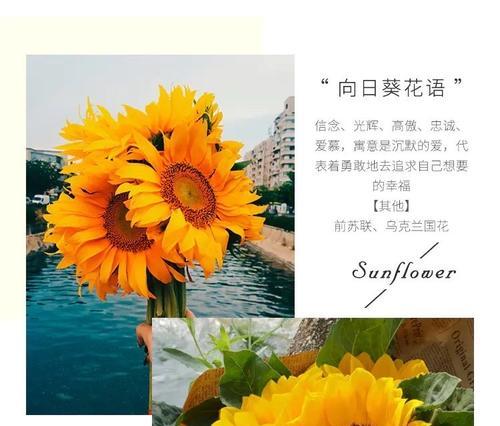 遇见贵人的花语有何寓意？