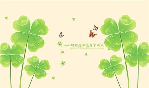 石竹兰的花语有哪些独特之处？