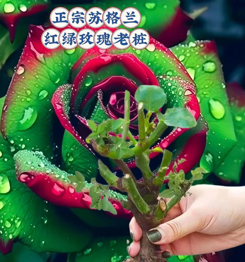 绿色玫瑰花的花语是什么？