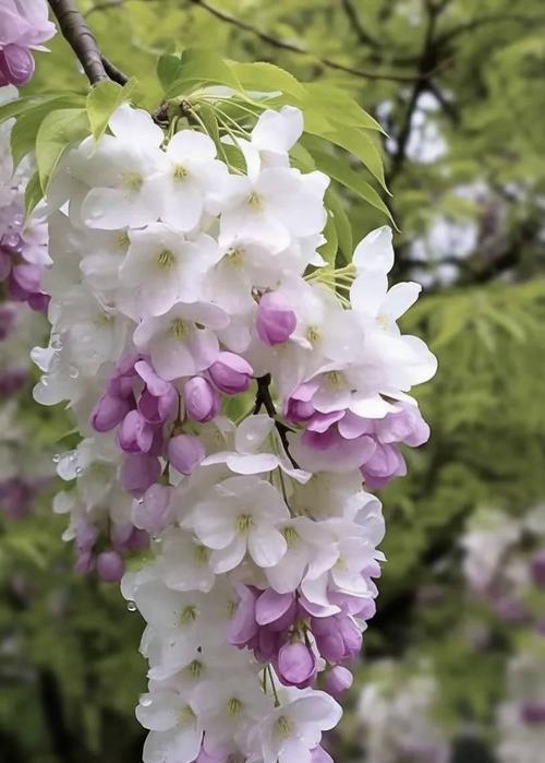 什么花有定情的花语和寓意？哪种花象征着爱情的承诺？