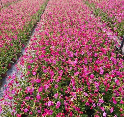 什么花有定情的花语和寓意？哪种花象征着爱情的承诺？