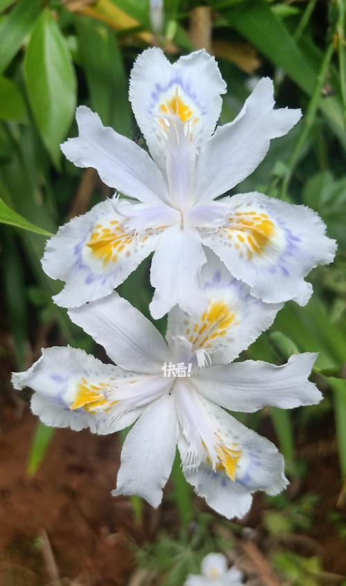 什么花有定情的花语和寓意？哪种花象征着爱情的承诺？