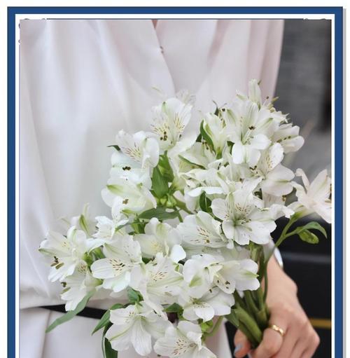 六出花朵代表哪个生肖？花语有何寓意？