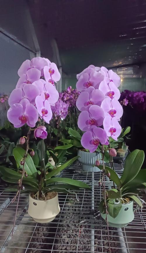 望兰花的花语是什么？望兰花在花语中代表什么？