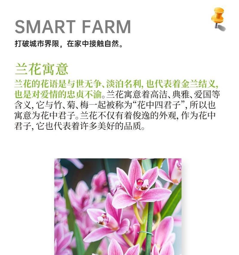 望兰花的花语是什么？望兰花在花语中代表什么？