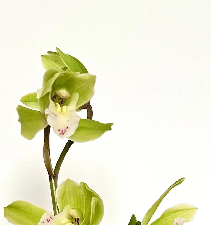 望兰花的花语是什么？望兰花在花语中代表什么？