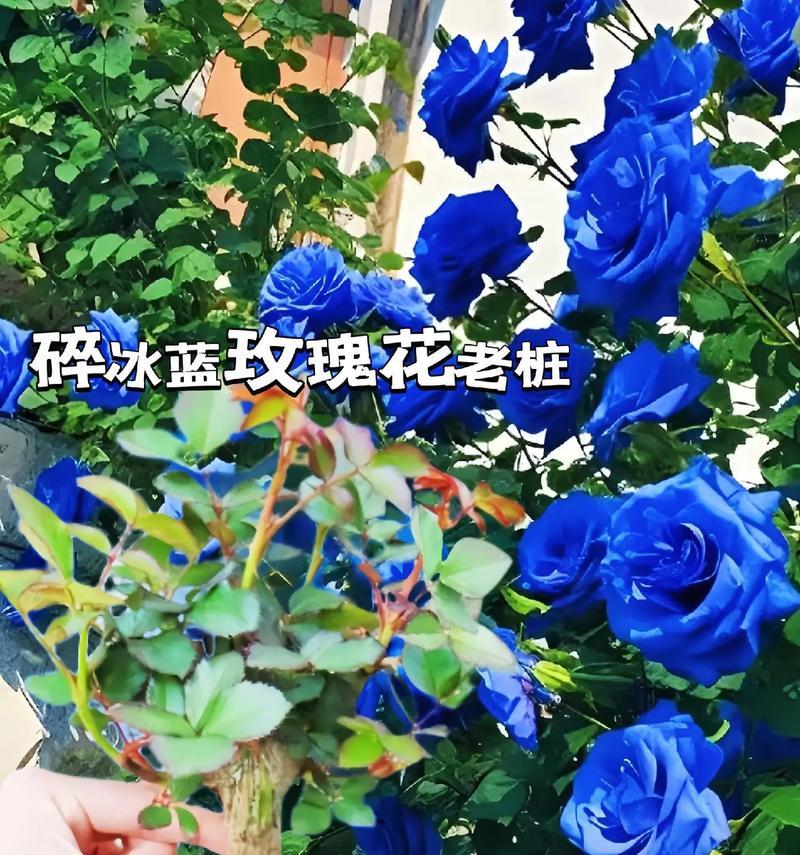 蓝色玫瑰花语代表什么？蓝色玫瑰传递了哪些特别的情感？