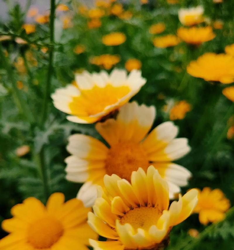 什么花的花语是遗憾爱情？哪种花代表了未了的爱情？