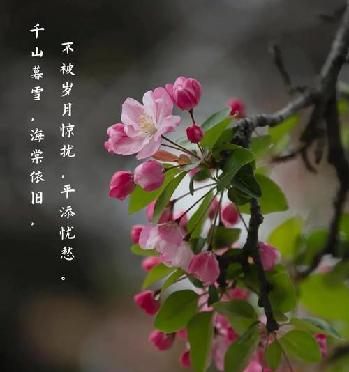 鳟鱼海棠花语有何特别之处？适合哪种场合？