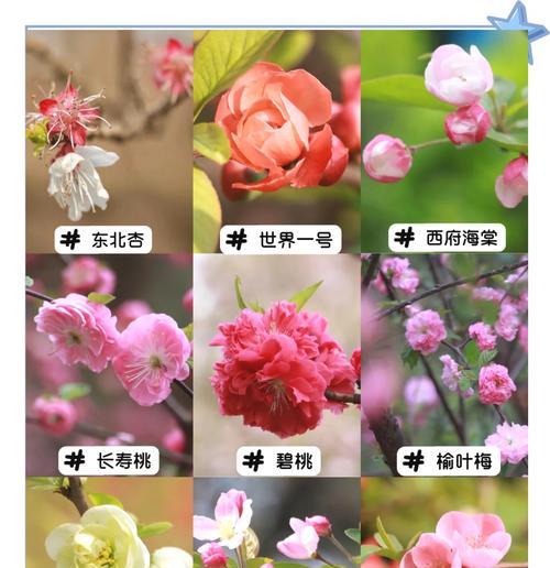 鳟鱼海棠花语有何特别之处？适合哪种场合？