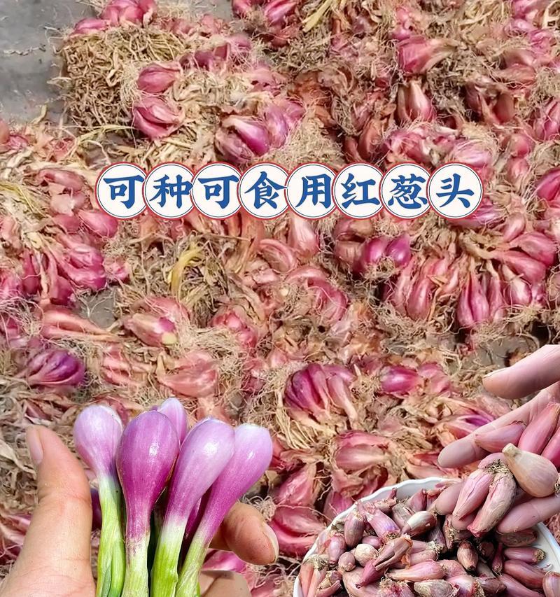 小葱花的花语代表什么含义？