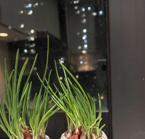 小葱花的花语代表什么含义？